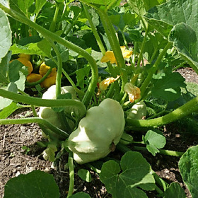 Hạt giống bí đĩa bay nhiều màu - bí đĩa bay Mix VTS89