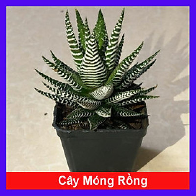 Cây sen đá móng rồng (ảnh thật)
