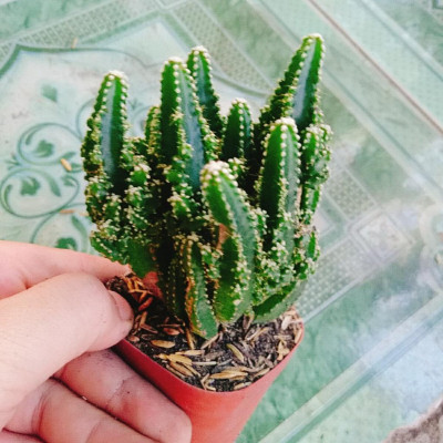 Xương Rồng Thanh Sơn - cây cảnh để bàn