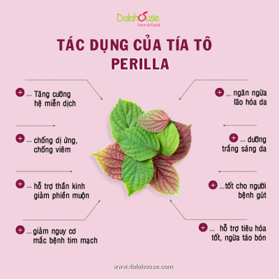 Bột Tía Tô sấy lạnh Dalahouse - Bổ phế phối, An thai, hỗ trợ giảm các triệu chứng cảm, ho, đau họng. Hỗ trợ điều trị GUT, đẹp da, trắng da