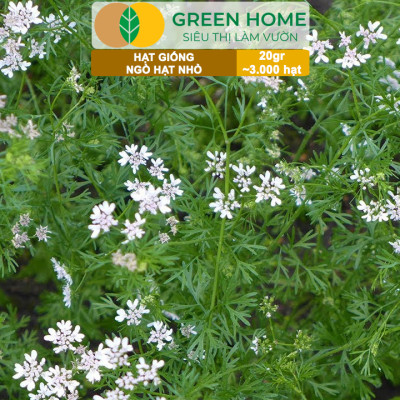 Hạt Giống Ngò Rí Greenhome, Gói 20gr, Dễ Trồng Quanh Năm, Nảy Mầm Cao, Thu Hoạch Nhanh, Năng Suất Cao G03