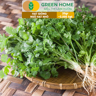 Hạt Giống Ngò Rí Greenhome, Gói 20gr, Dễ Trồng Quanh Năm, Nảy Mầm Cao, Thu Hoạch Nhanh, Năng Suất Cao G03